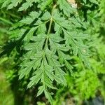 Pulsatilla alpina Leaf