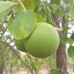 Strychnos spinosa Frucht