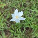 Zephyranthes drummondii Flor