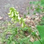 Vicia pisiformis Blüte