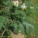 Solanum heterodoxum Hábito