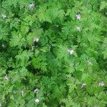 Geranium purpureumFlower