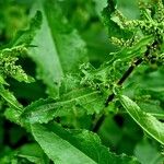 Rumex conglomeratus Leaf