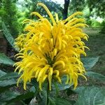 Justicia aurea ফুল