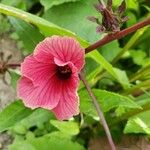 Hibiscus acetosella 花