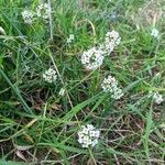 Lobularia maritimaফুল