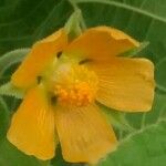 Abutilon theophrasti Flower