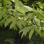 Annona papilionella Leaf