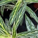 Aglaonema nitidum Lehti