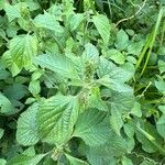 Acalypha alopecuroidea Blatt