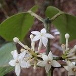 Cyclophyllum henriettiae Flower