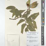Craibia grandiflora Άλλα