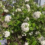 Viburnum carlesii عادت