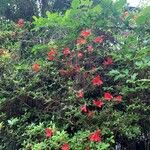 Rhododendron kaempferi Övriga