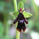 Ophrys insectifera Fula
