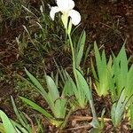 Iris albicans عادت داشتن