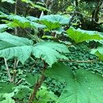 Oplopanax horridus Hoja