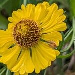 Helenium autumnale 花