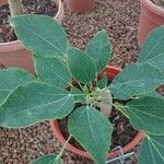 Oreopanax nymphaeifolius Hoja
