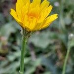 Scorzoneroides autumnalis Flower