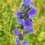 Echium vulgareЦветок