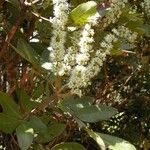 Cunonia pulchella Hábito