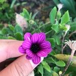 Malva arboreaЦвят