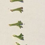 Saxifraga canaliculata Leaf