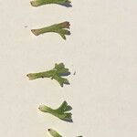 Saxifraga canaliculata Hoja