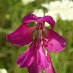 Gladiolus imbricatus Цвят