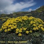 Odontarrhena alpestris Habitat