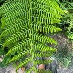 Athyrium distentifolium Blad