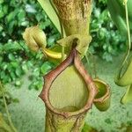 Nepenthes campanulata ഇല