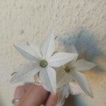 Nicotiana longiflora Flor