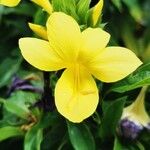 Barleria prionitis Flower