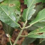 Acalypha apodanthes Blad