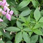 Cleome houtteana Leaf