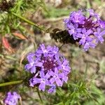 Verbena bipinnatifida 花