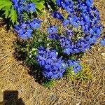 Delphinium grandiflorum Flors