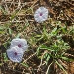 Ipomoea mombassana Цвят