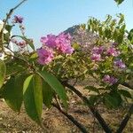 Lagerstroemia speciosa Цвят