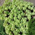 Sedum palmeri ഇല