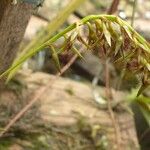 Bulbophyllum alinae Fruit