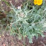 Andryala integrifolia Folha