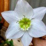 Eucharis amazonicaЦветок