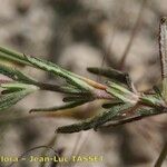 Teucrium webbianum Otro