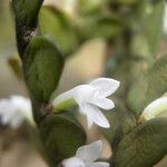 Angraecum aporoides Flower