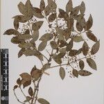 Euonymus echinatus Άλλα