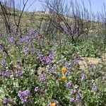 Phacelia parryi Агульны выгляд