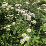 Erigeron strigosus Fula